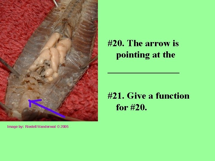 #20. The arrow is pointing at the ________ #21. Give a function for #20.