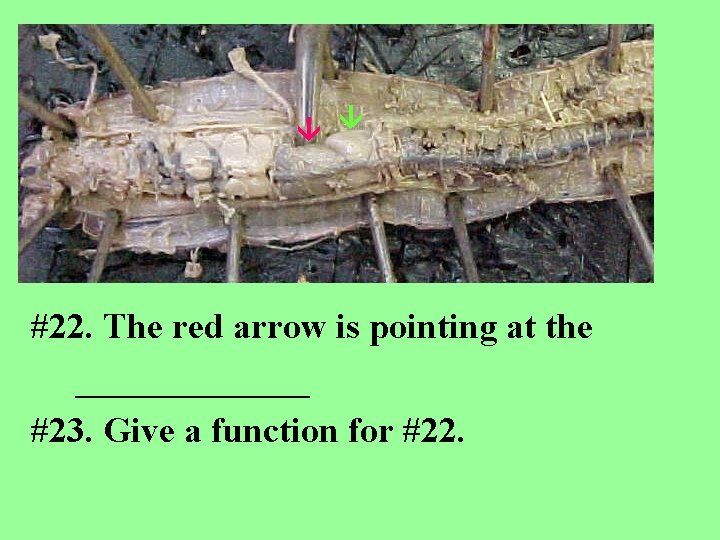  #22. The red arrow is pointing at the _______ #23. Give a function