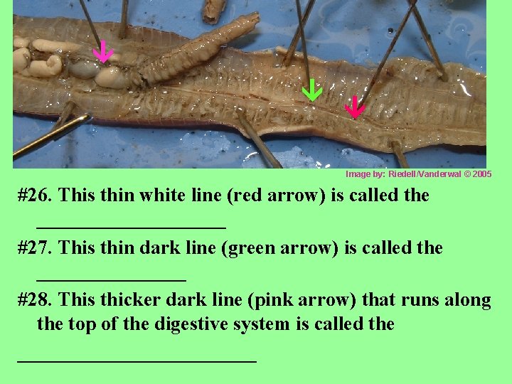  Image by: Riedell/Vanderwal © 2005 #26. This thin white line (red arrow) is