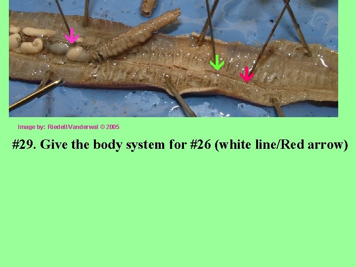  Image by: Riedell/Vanderwal © 2005 #29. Give the body system for #26 (white