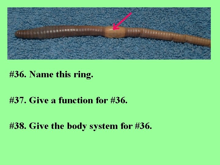 #36. Name this ring. #37. Give a function for #36. #38. Give the body