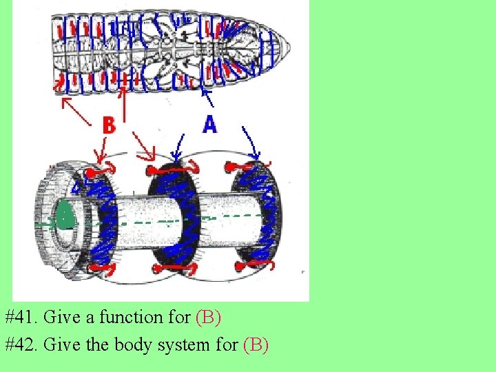 #41. Give a function for (B) #42. Give the body system for (B) 