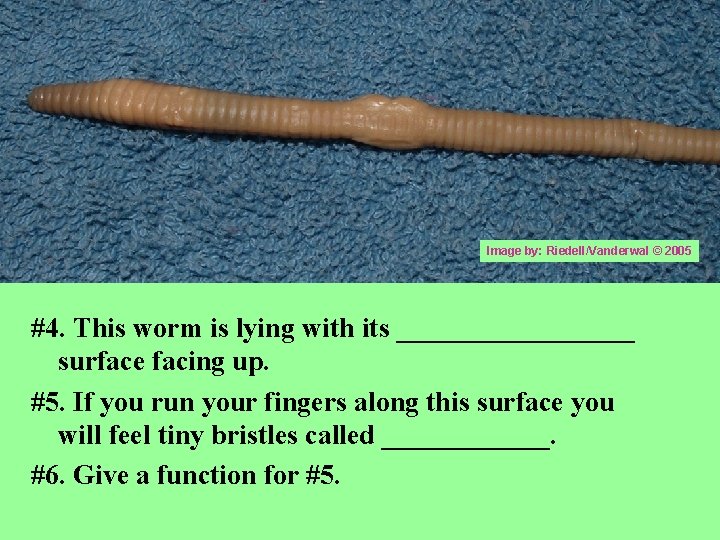 Image by: Riedell/Vanderwal © 2005 #4. This worm is lying with its _________ surface