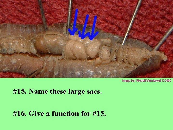 Image by: Riedell/Vanderwal © 2005 #15. Name these large sacs. #16. Give a function