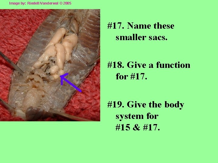 Image by: Riedell/Vanderwal © 2005 #17. Name these smaller sacs. #18. Give a function