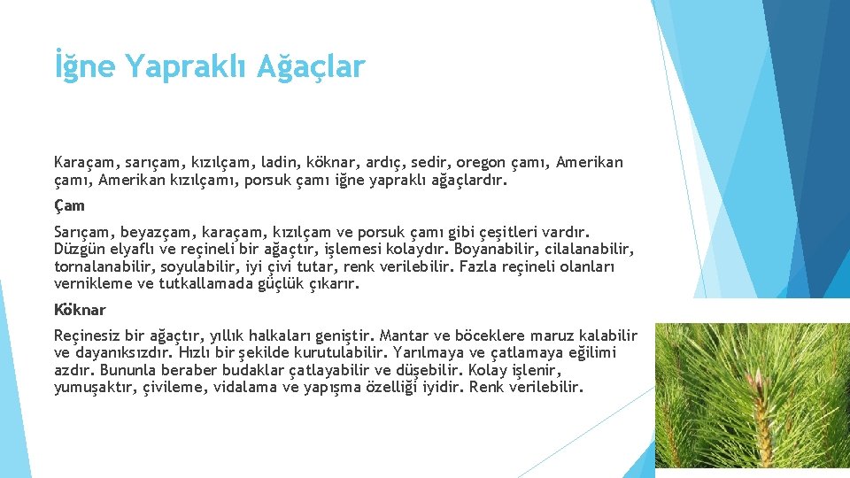 İğne Yapraklı Ağaçlar Karaçam, sarıçam, kızılçam, ladin, köknar, ardıç, sedir, oregon çamı, Amerikan kızılçamı,