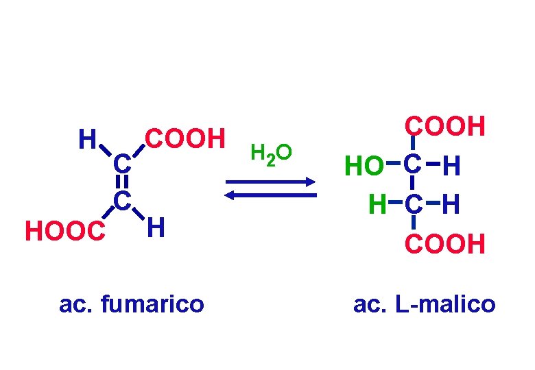 H HOOC C C COOH H ac. fumarico H 2 O COOH HO C