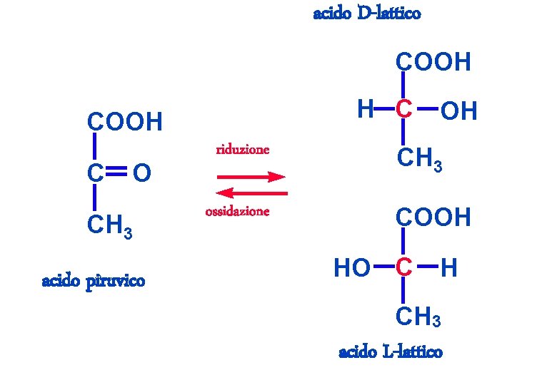 acido D-lattico COOH H C COOH C O CH 3 acido piruvico riduzione ossidazione