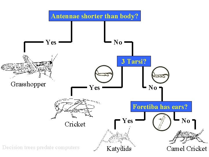 Antennae shorter than body? Yes No 3 Tarsi? Grasshopper Yes No Foretiba has ears?