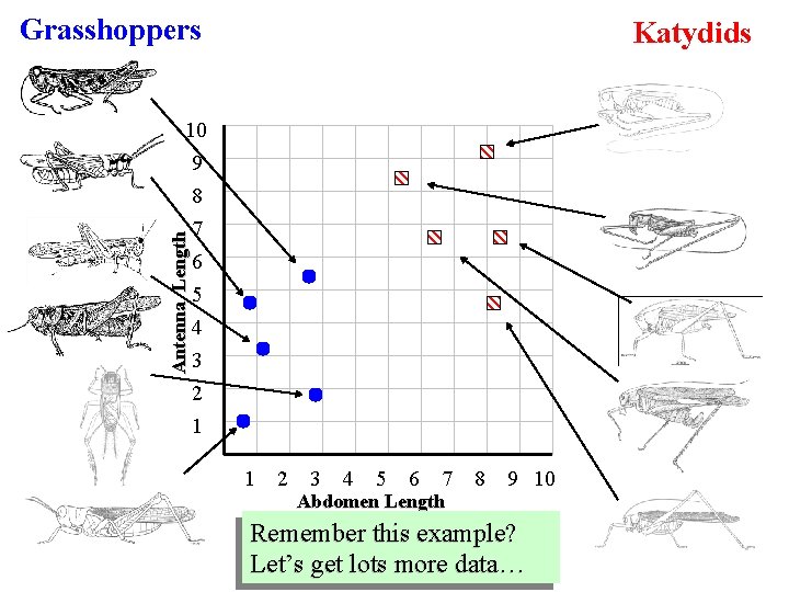Grasshoppers Katydids Antenna Length 10 9 8 7 6 5 4 3 2 1