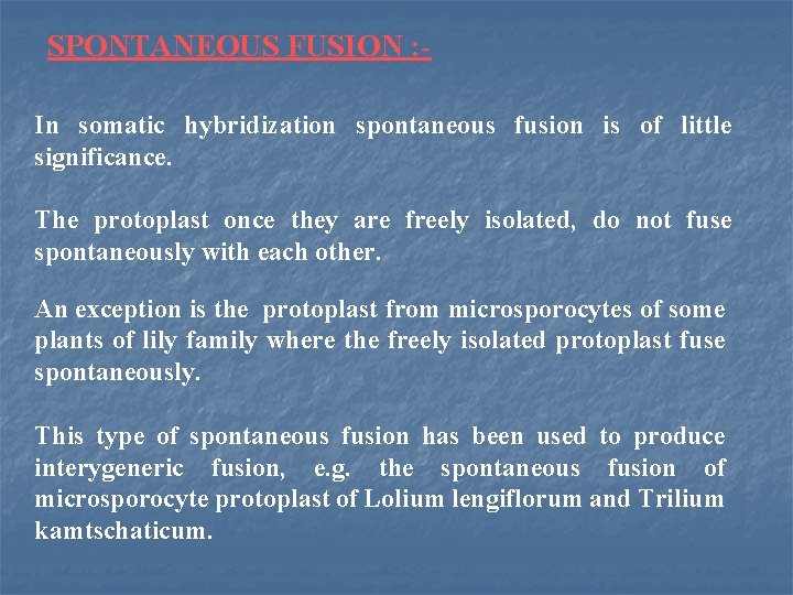 SPONTANEOUS FUSION : In somatic hybridization spontaneous fusion is of little significance. The protoplast