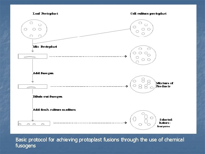 Basic protocol for achieving protoplast fusions through the use of chemical fusogens 