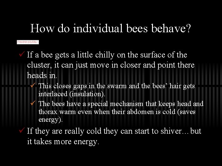 How do individual bees behave? ü If a bee gets a little chilly on