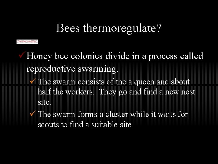 Bees thermoregulate? ü Honey bee colonies divide in a process called reproductive swarming. ü