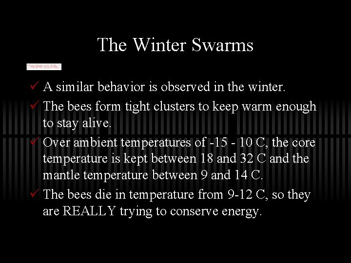 The Winter Swarms ü A similar behavior is observed in the winter. ü The