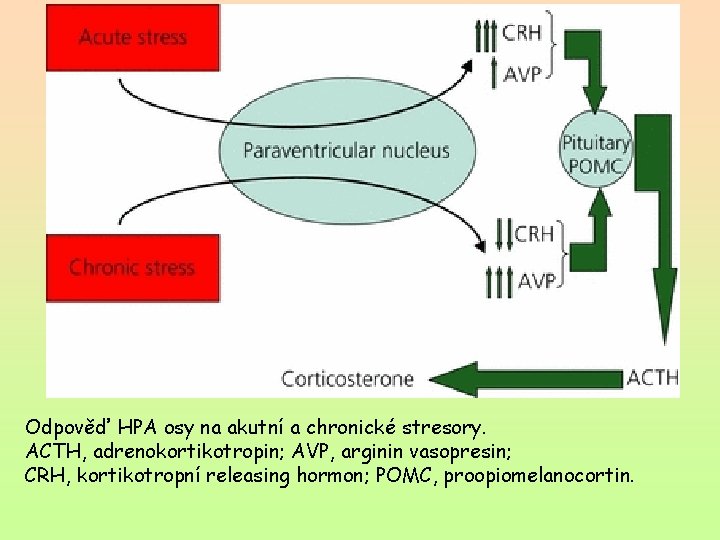 Odpověď HPA osy na akutní a chronické stresory. ACTH, adrenokortikotropin; AVP, arginin vasopresin; CRH,