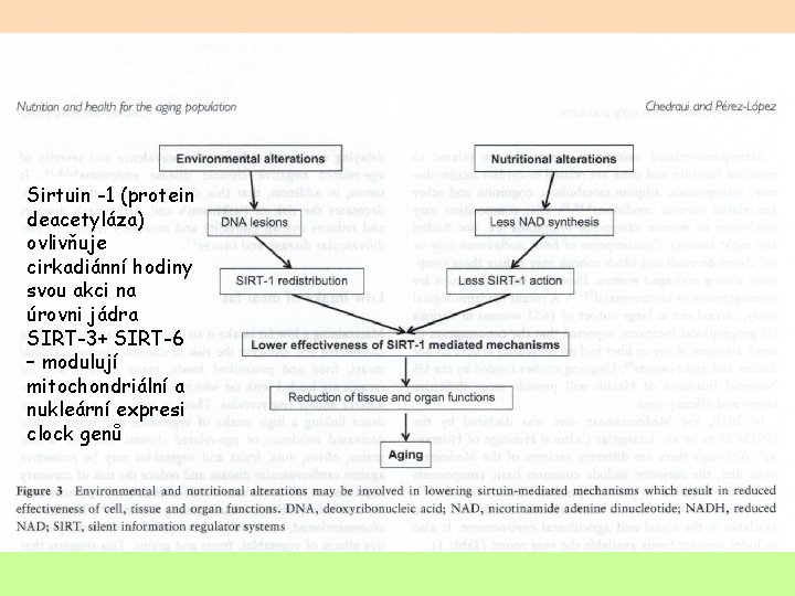 Sirtuin -1 (protein deacetyláza) ovlivňuje cirkadiánní hodiny svou akci na úrovni jádra SIRT-3+ SIRT-6