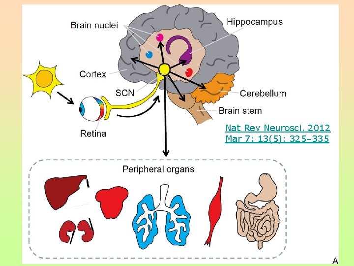 Nat Rev Neurosci. 2012 Mar 7; 13(5): 325– 335 