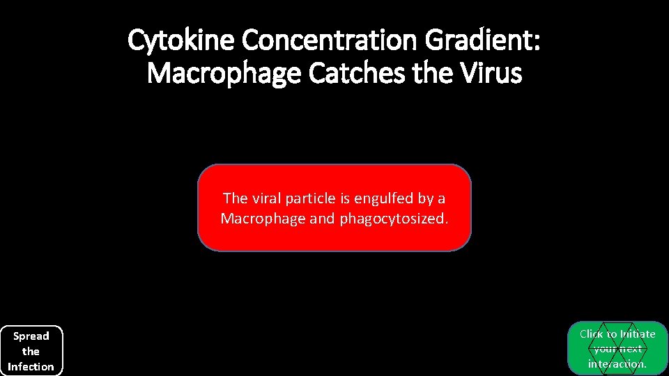 Cytokine Concentration Gradient: Macrophage Catches the Virus The viral particle is engulfed by a Cytokine Concentration Gradient: Macrophage Catches the Virus The viral particle is engulfed by a