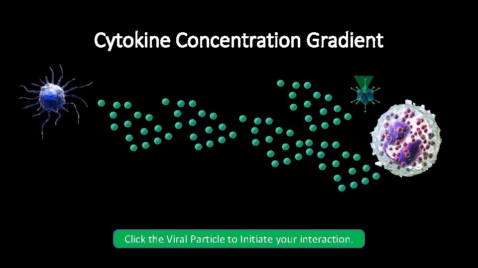 Cytokine Concentration Gradient Click the Viral Particle to Initiate your interaction. Cytokine Concentration Gradient Click the Viral Particle to Initiate your interaction.