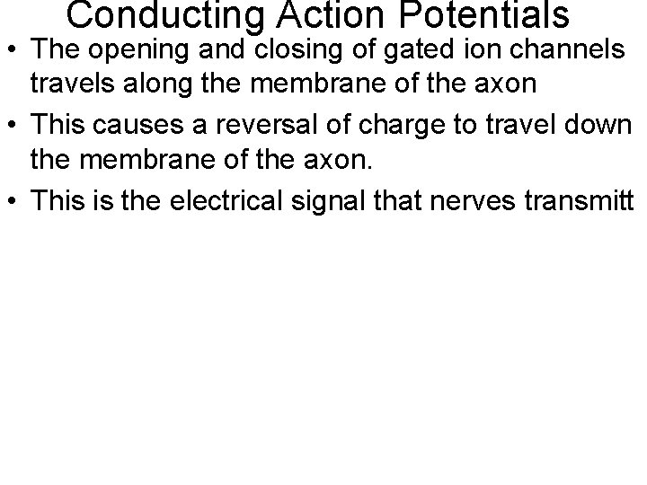 Conducting Action Potentials • The opening and closing of gated ion channels travels along