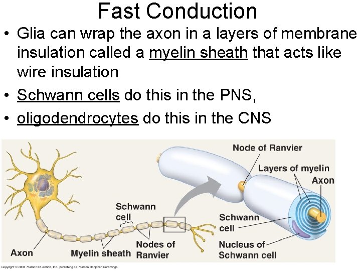 Fast Conduction • Glia can wrap the axon in a layers of membrane insulation