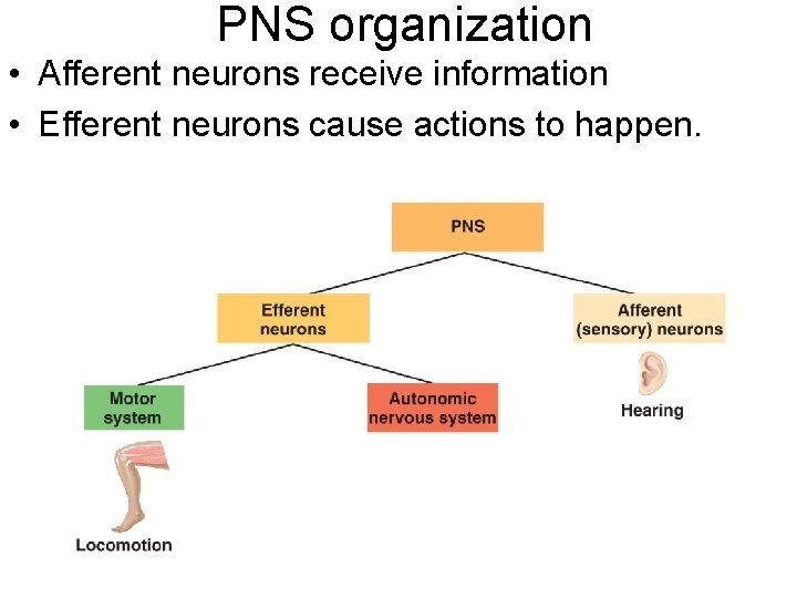 PNS organization • Afferent neurons receive information • Efferent neurons cause actions to happen.