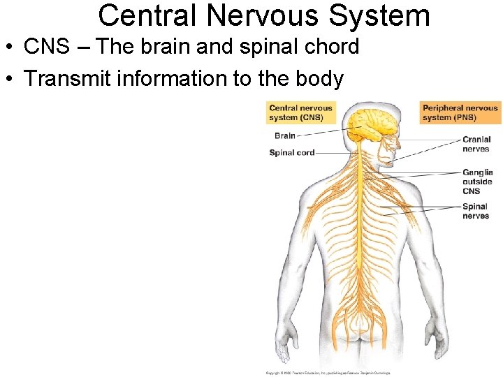 Central Nervous System • CNS – The brain and spinal chord • Transmit information