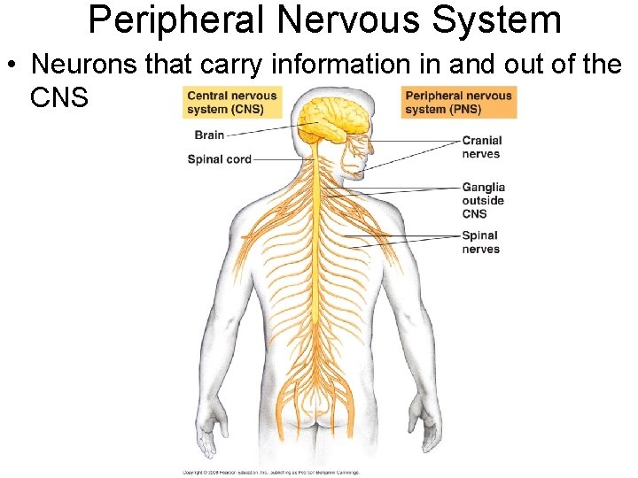Peripheral Nervous System • Neurons that carry information in and out of the CNS