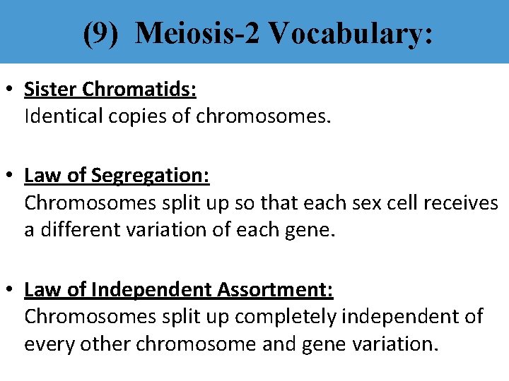 (9) Meiosis-2 Vocabulary: • Sister Chromatids: Identical copies of chromosomes. • Law of Segregation:
