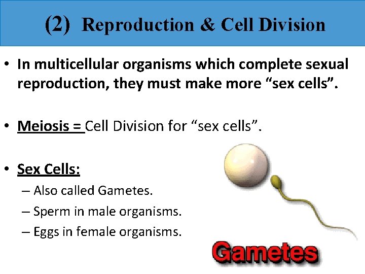 (2) Reproduction & Cell Division • In multicellular organisms which complete sexual reproduction, they