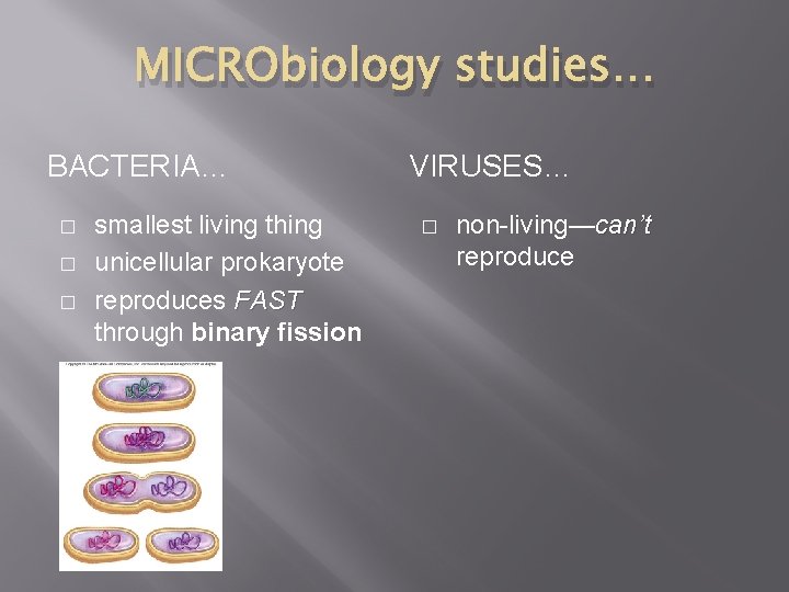 MICRObiology studies… BACTERIA… � � � smallest living thing unicellular prokaryote reproduces FAST through