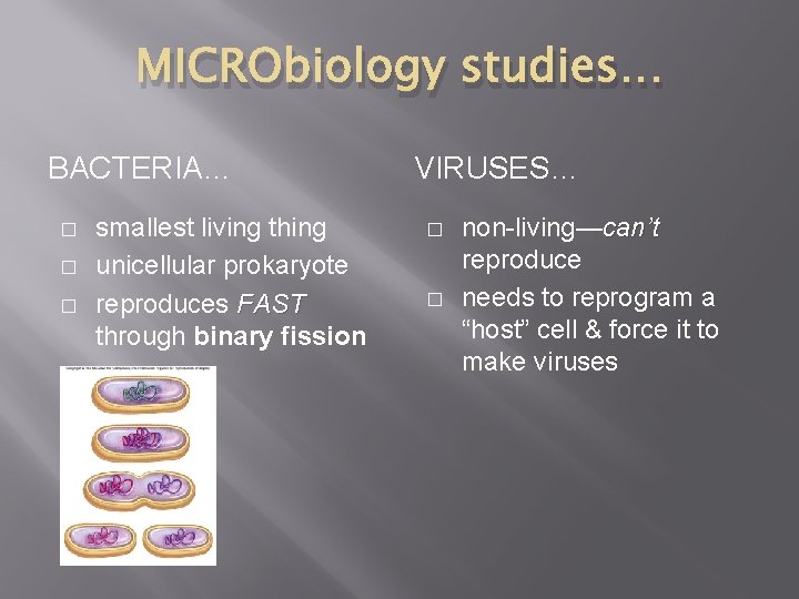 MICRObiology studies… BACTERIA… � � � smallest living thing unicellular prokaryote reproduces FAST through