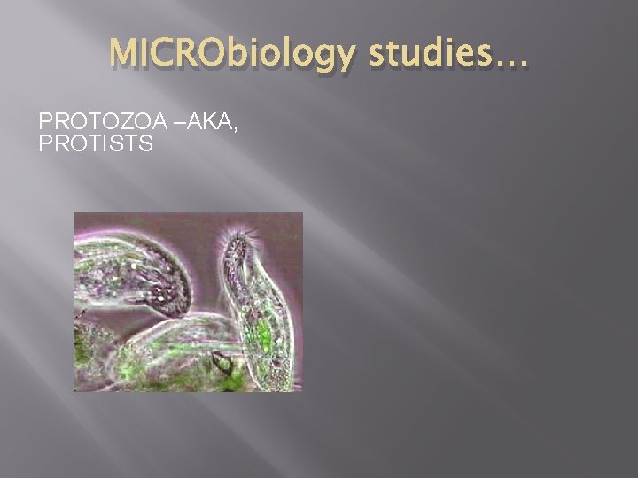 MICRObiology studies… PROTOZOA –AKA, PROTISTS 