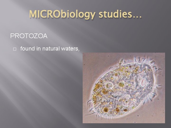 MICRObiology studies… PROTOZOA � found in natural waters, 