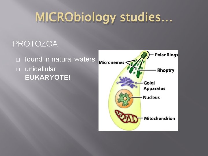MICRObiology studies… PROTOZOA � � found in natural waters, unicellular EUKARYOTE! 