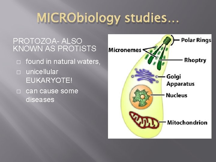 MICRObiology studies… PROTOZOA- ALSO KNOWN AS PROTISTS � � � found in natural waters,