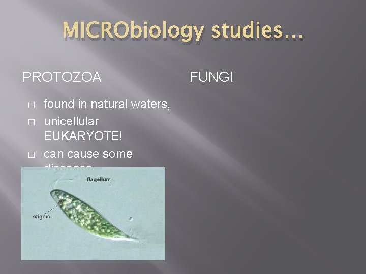 MICRObiology studies… PROTOZOA � � � found in natural waters, unicellular EUKARYOTE! can cause