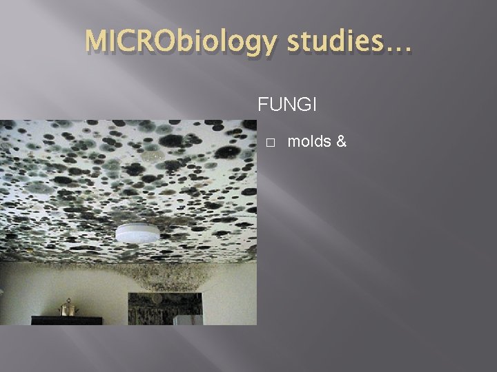 MICRObiology studies… FUNGI � � � found in natural waters, unicellular EUKARYOTE! can cause