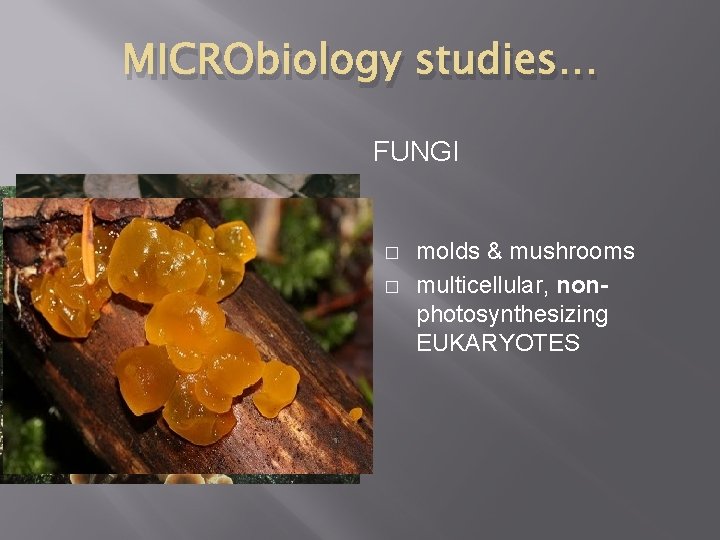 MICRObiology studies… FUNGI � � � found in natural waters, unicellular EUKARYOTE! can cause