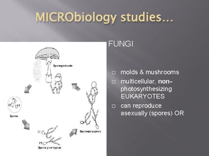 MICRObiology studies… FUNGI � � � found in natural waters, unicellular EUKARYOTE! can cause