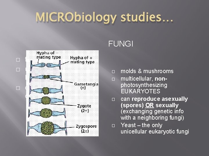MICRObiology studies… FUNGI � � � found in natural waters, unicellular EUKARYOTE! can cause
