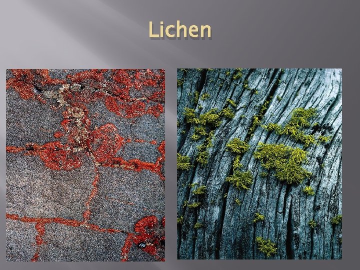 Lichen 