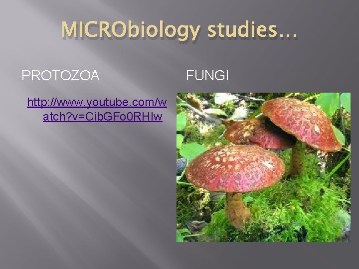 MICRObiology studies… PROTOZOA http: //www. youtube. com/w atch? v=Cib. GFo 0 RHIw FUNGI 