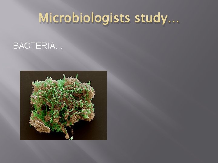 Microbiologists study… BACTERIA… 