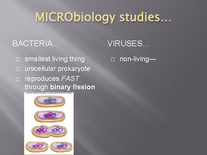 MICRObiology studies… BACTERIA… � � � smallest living thing unicellular prokaryote reproduces FAST through