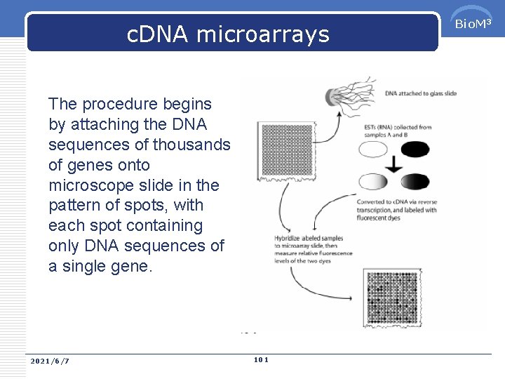 c. DNA microarrays The procedure begins by attaching the DNA sequences of thousands of