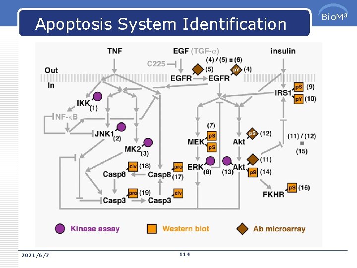 Apoptosis System Identification 2021/6/7 114 Bio. M 3 