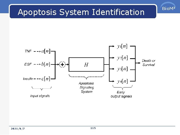 Apoptosis System Identification 2021/6/7 115 Bio. M 3 