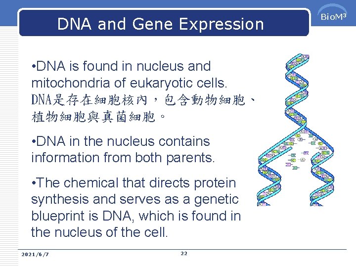 DNA and Gene Expression • DNA is found in nucleus and mitochondria of eukaryotic